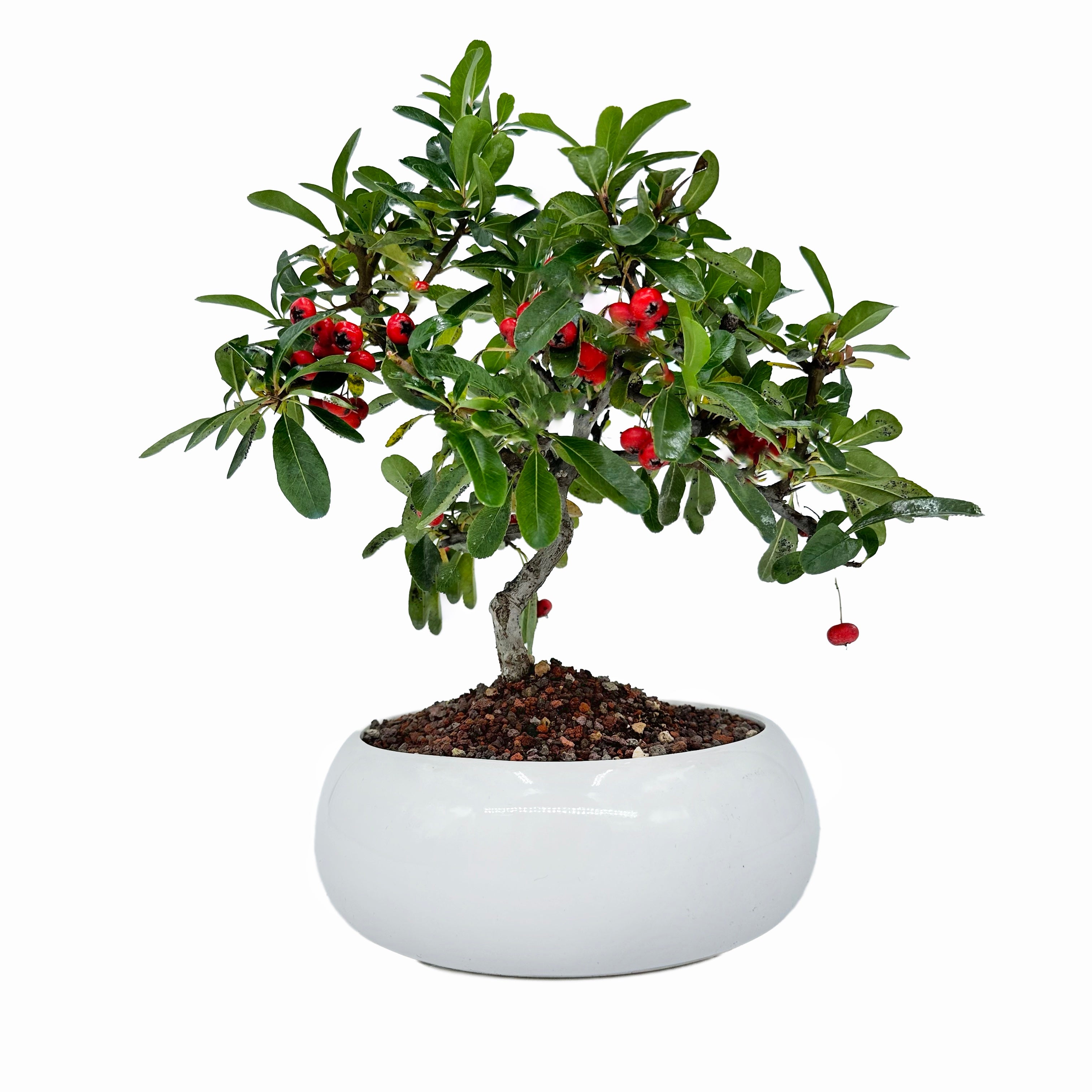 Bonsai di Pyracantha in ciotola bassa - bacche rosse