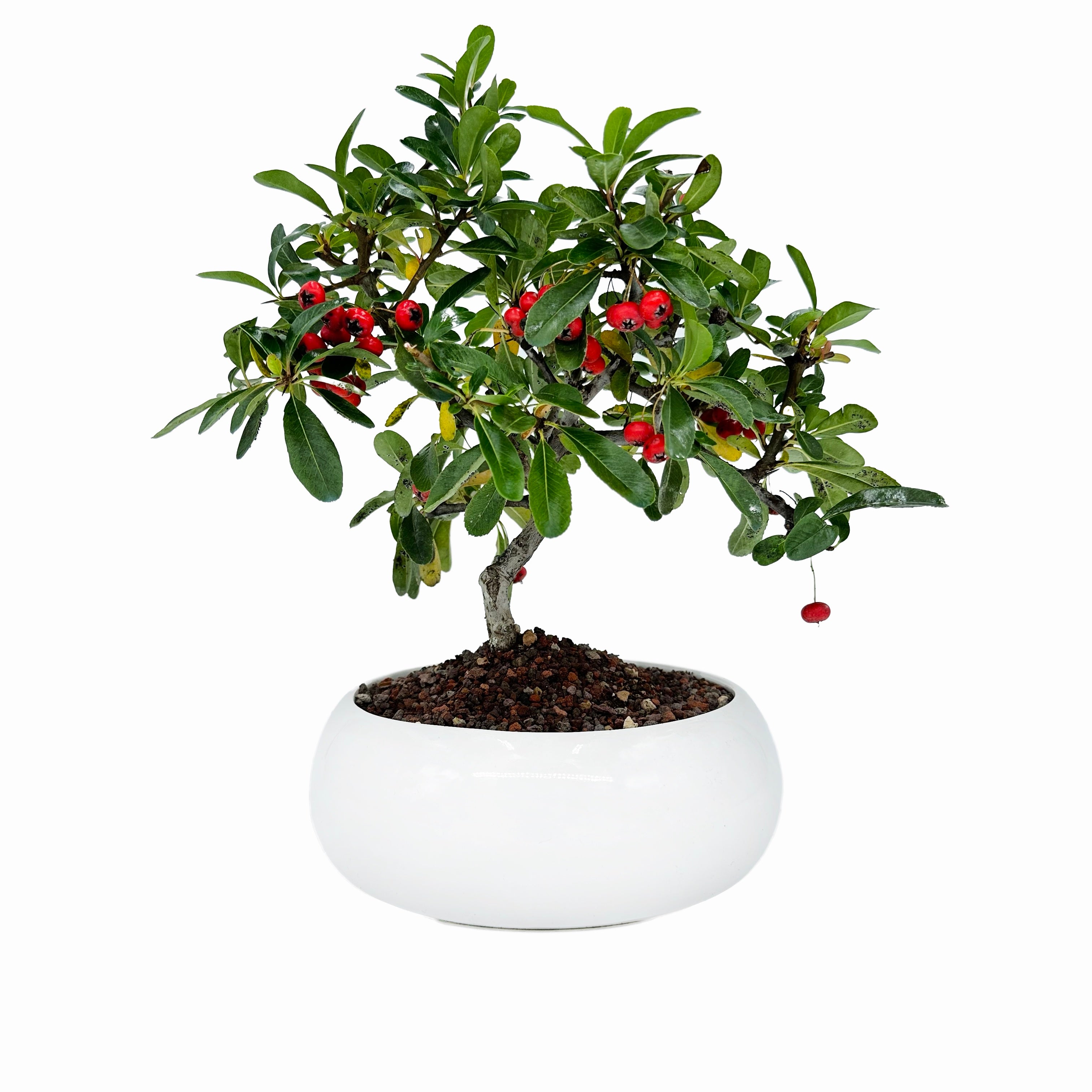 Bonsai di Pyracantha in ciotola bassa - bacche rosse