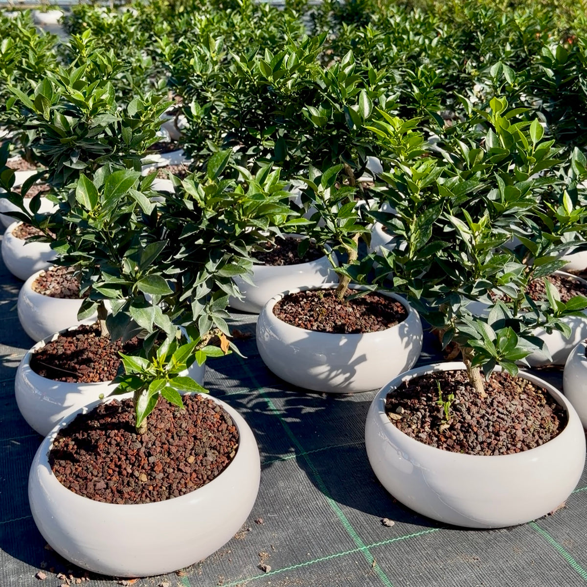 Bonsai di stagione