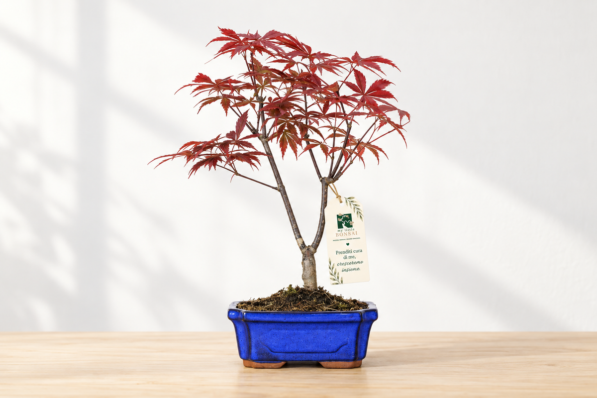 Bonsai di Acero Palmato Atropurpureum in vaso blu