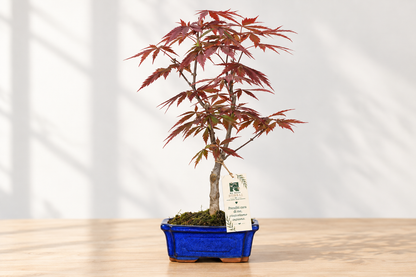 Bonsai di Acero Palmato Atropurpureum in vaso blu