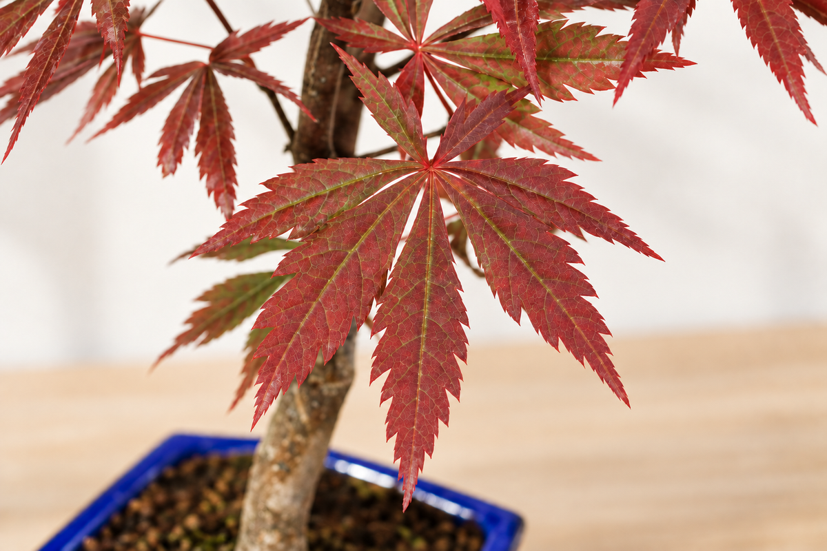 Bonsai di Acero Palmato Atropurpureum in vaso blu