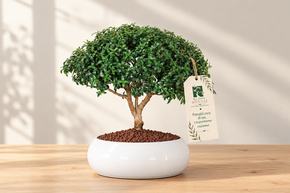 Bonsai di Mirto con vaso in ceramica | Idea Regalo Personalizzata