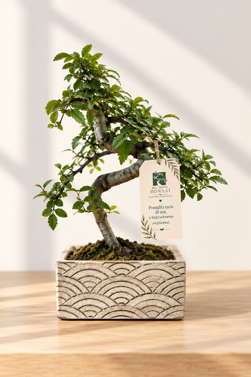 Bonsai di Olmo Cinese in Vaso Decorativo cm 15
