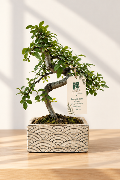 Bonsai di Olmo Cinese in Vaso Decorativo cm 15
