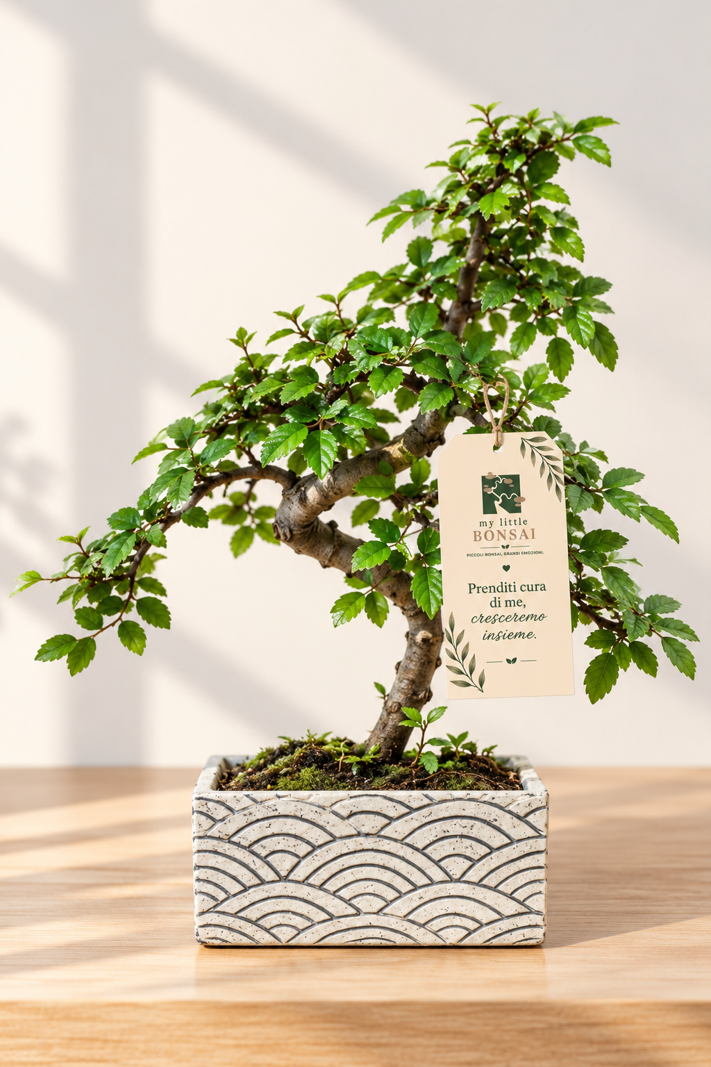 Bonsai di Olmo Cinese in Vaso Decorativo cm 15