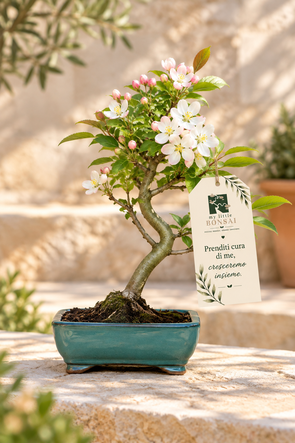 Bonsai di Melo da Fiore – Malus floribunda