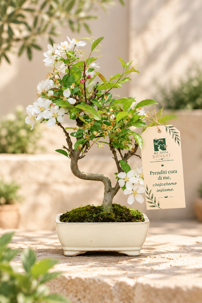 Bonsai di Melo da Fiore – Malus floribunda