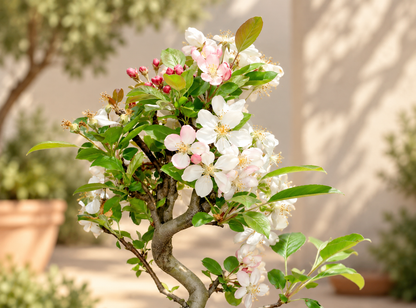Bonsai di Melo da Fiore – Malus floribunda