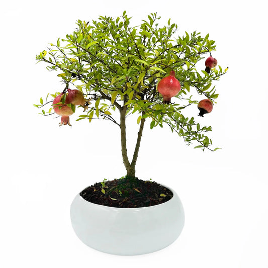 Bonsai di Melograno in ciotola bassa