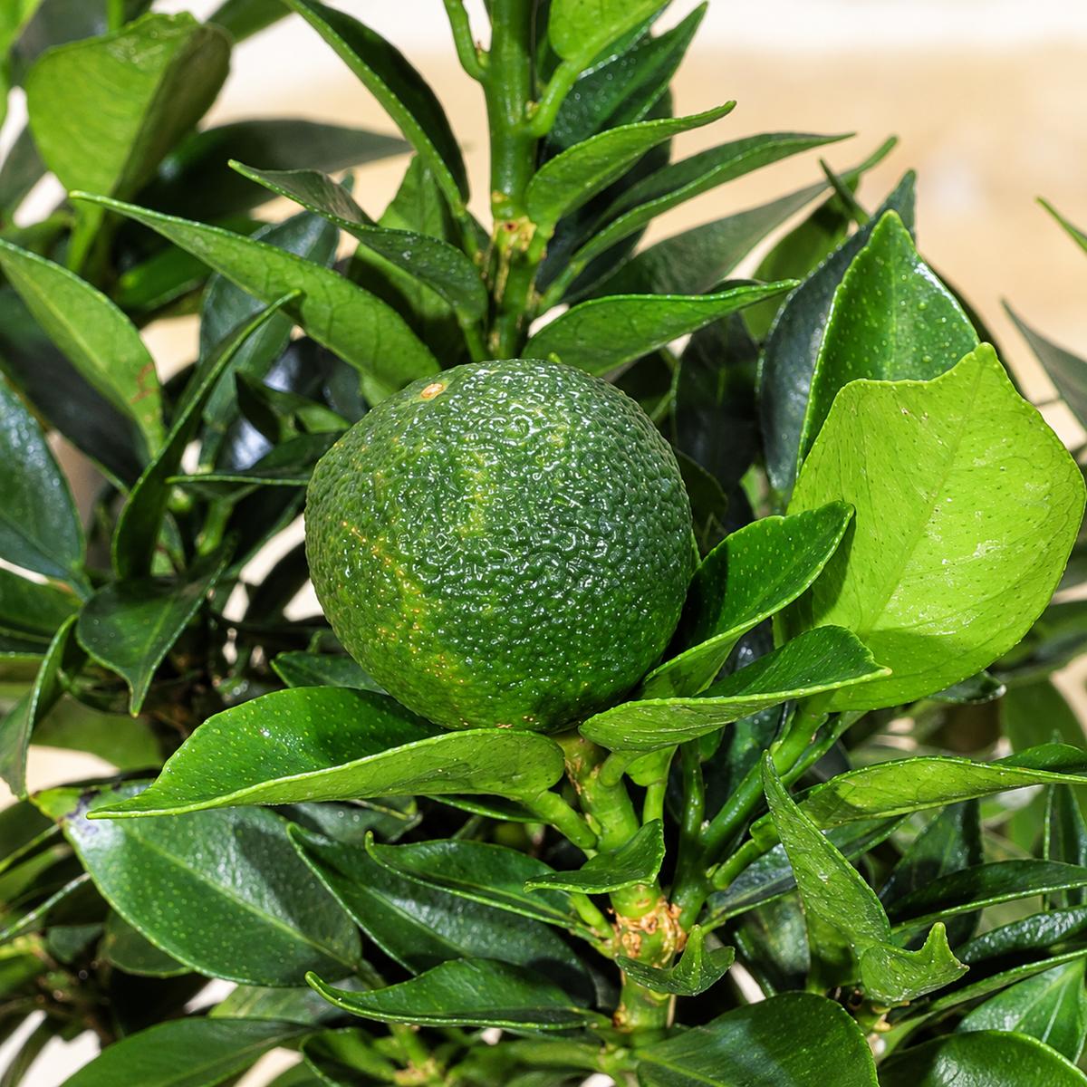 Bonsai di Agrume (Citrus Myrtifolia) – 7 anni | Ciotola Bassa