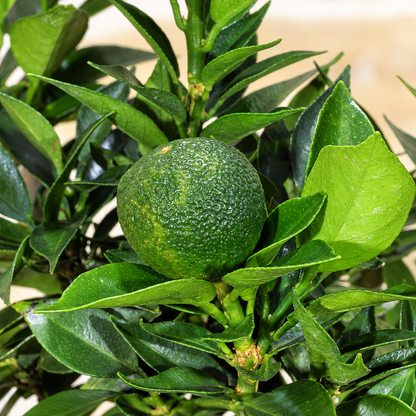 Bonsai di Agrume (Citrus Myrtifolia) – 7 anni | Ciotola Bassa