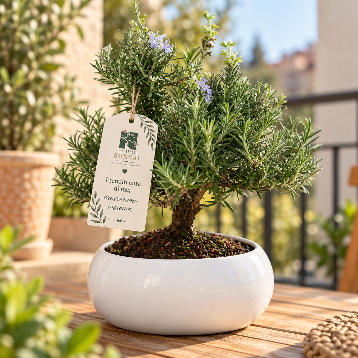 Bonsai di Rosmarino in ciotola bassa