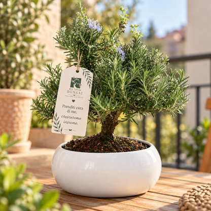 Bonsai di Rosmarino in ciotola bassa