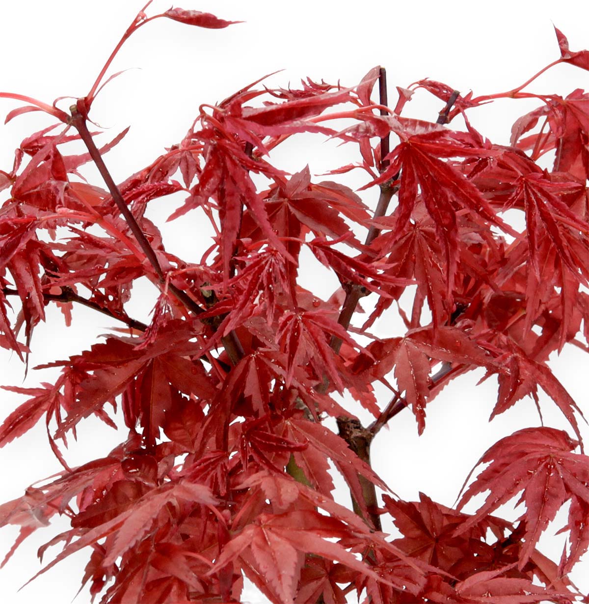 Bonsai di Acero Palmato Deshojo – Acer palmatum