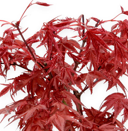 Bonsai di Acero Palmato Deshojo – Acer palmatum