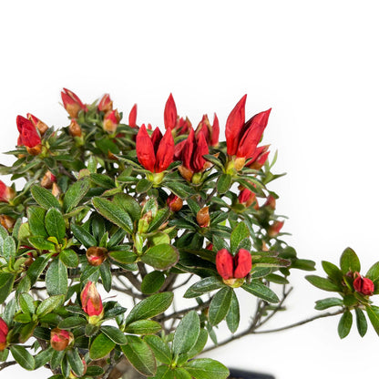 Bonsai di Azalea (Rhododendron Indicum)