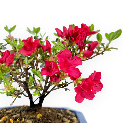 Bonsai di Azalea (Rhododendron)