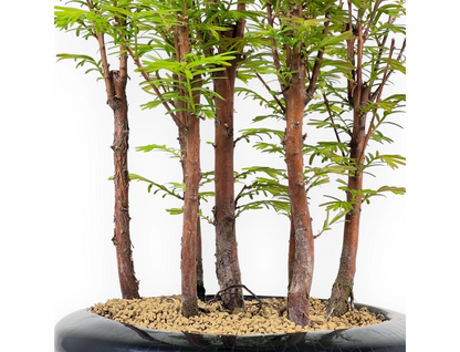 Bonsai di Metasequoia – Bosco 7 Alberi
