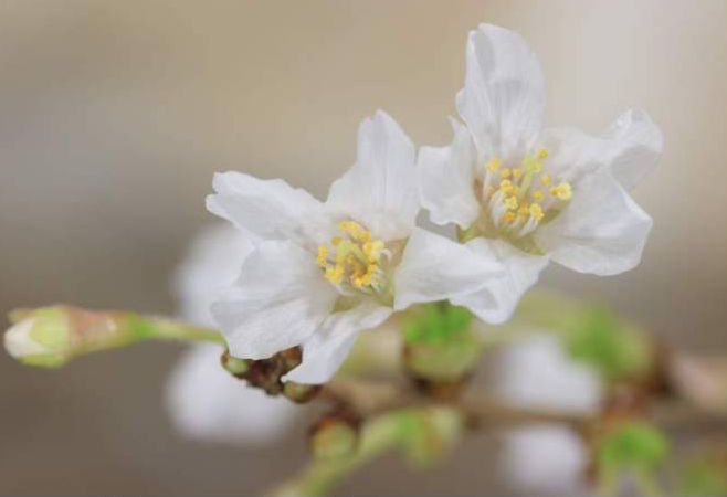 Bonsai di Ciliegio Giapponese Kojo-no-mai in vaso quadrato