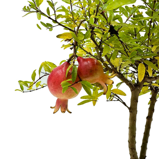 Bonsai di Melograno in ciotola bassa