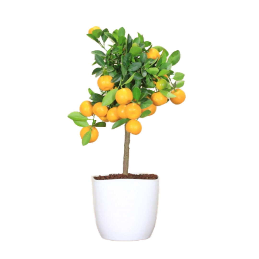 Bonsai di Calamondino