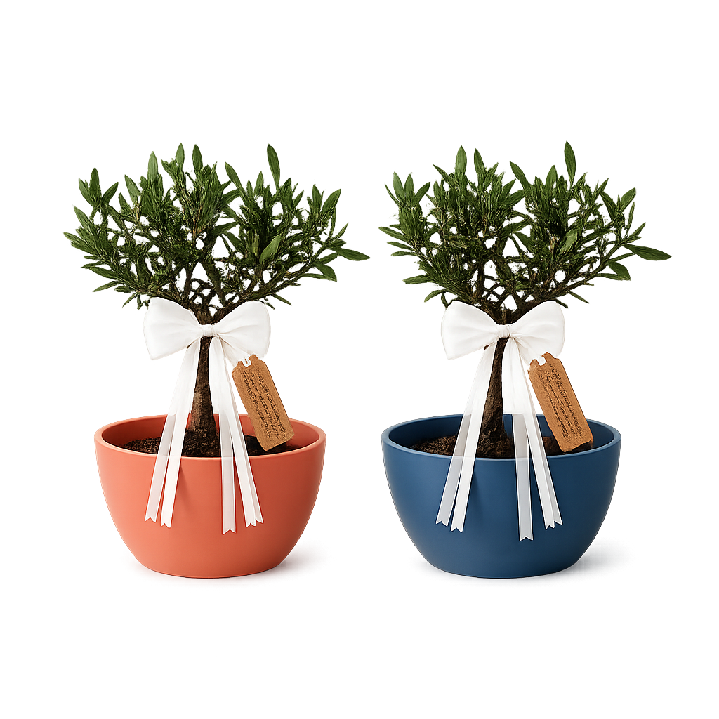 Bonsai di Olivo per Nascita – Regalo Originale per Neonato con Biglietto Personalizzato (Vaso Blu o Rosa)
