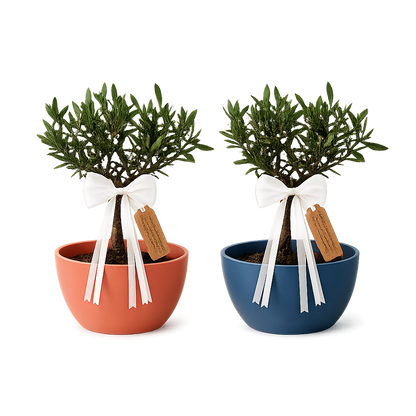 Bonsai di Olivo per Nascita – Regalo Originale per Neonato con Biglietto Personalizzato (Vaso Blu o Rosa)