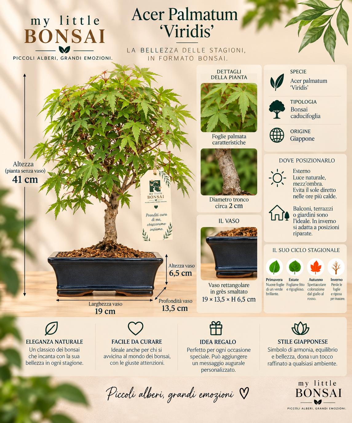 Bonsai Acer Palmatum Viridis – Acero Giapponese - CM 41