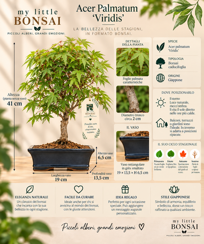 Bonsai Acer Palmatum Viridis – Acero Giapponese - CM 41