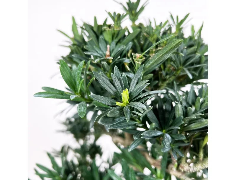 Bonsai Podocarpus Macrophylla – Podocarpo | Bonsai Sempreverde da Interno