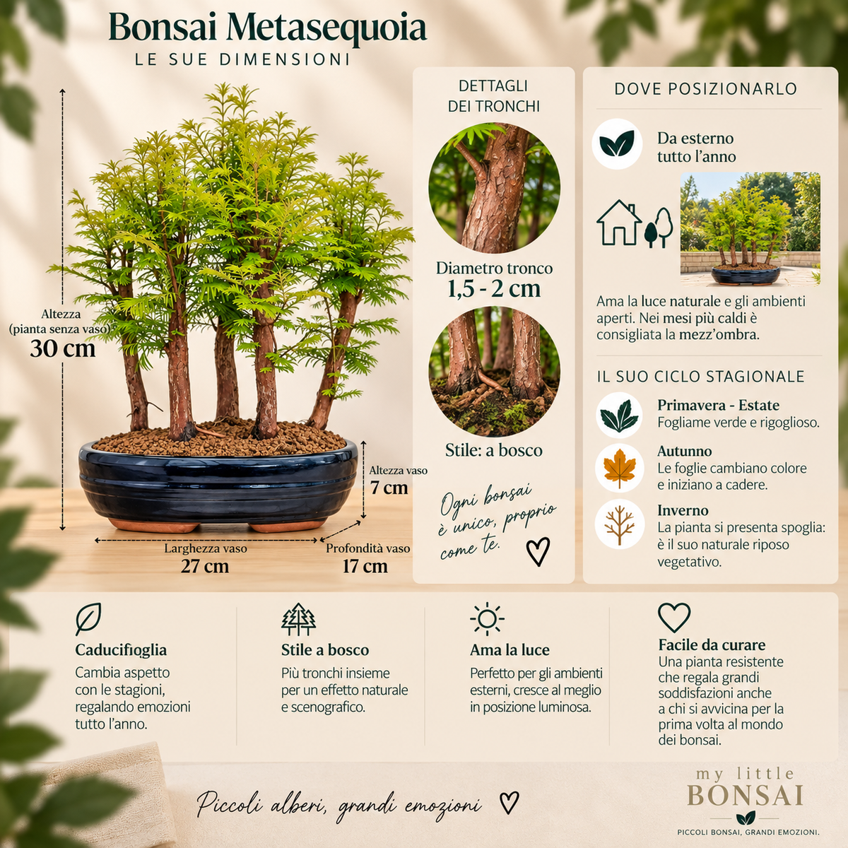 Bonsai Metasequoia a Bosco – Bonsai da Esterno - CM 37