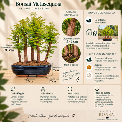 Bonsai Metasequoia a Bosco – Bonsai da Esterno - CM 37