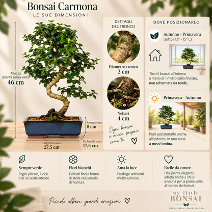 Bonsai Carmona – Pianta del Tè | Bonsai da Interno con Fiori Bianchi - CM 54