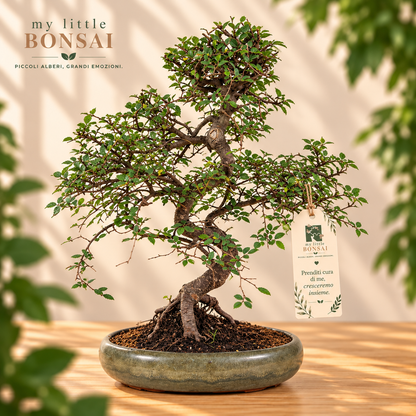 Bonsai di Olmo Zelkova Nire 47 cm – Eleganza e Armonia Naturale