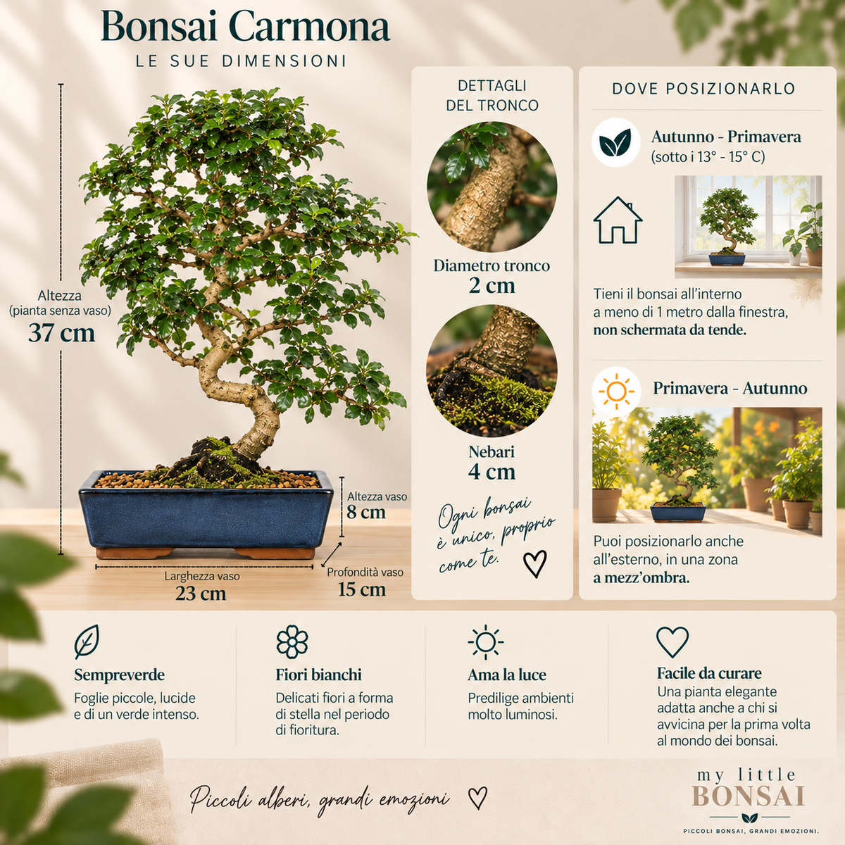 Bonsai Carmona – Pianta del Tè | Bonsai da Interno con Fiori Bianchi - CM 45