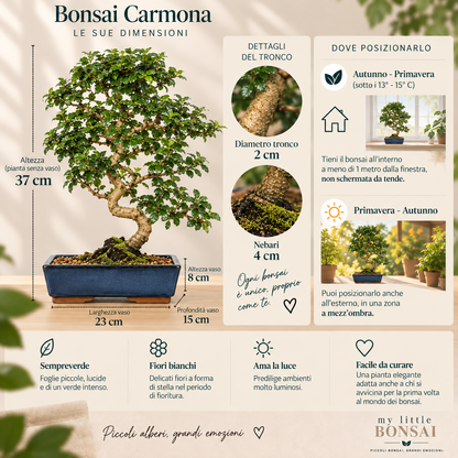 Bonsai Carmona – Pianta del Tè | Bonsai da Interno con Fiori Bianchi - CM 45