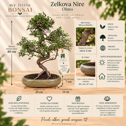 Bonsai di Olmo Zelkova Nire 47 cm – Eleganza e Armonia Naturale