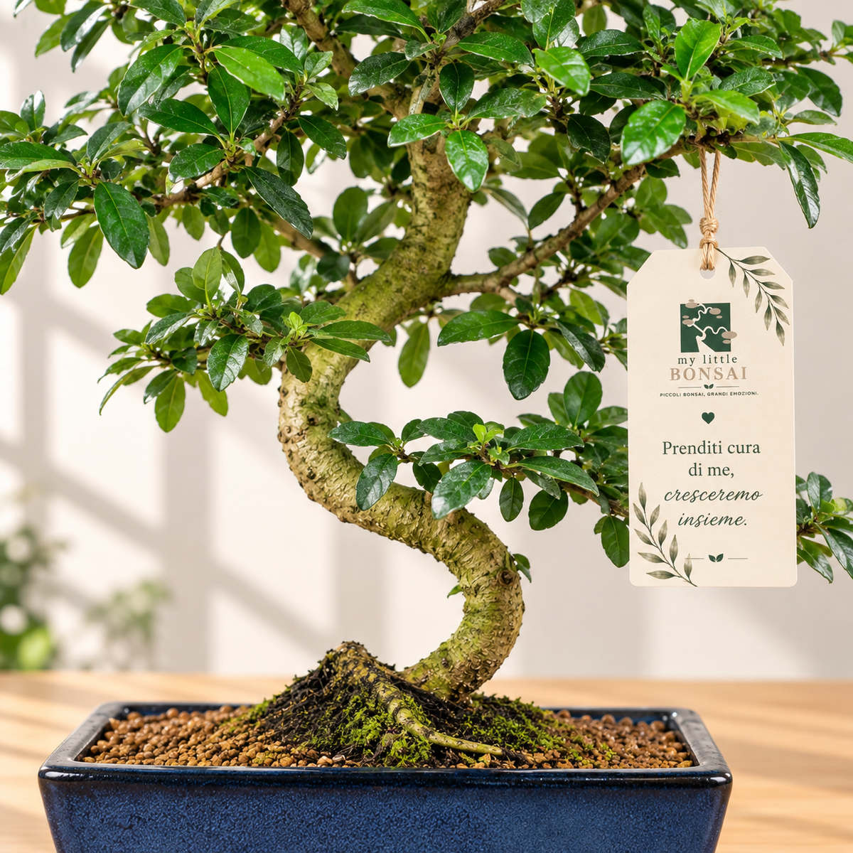 Bonsai Carmona – Pianta del Tè | Bonsai da Interno con Fiori Bianchi - CM 54
