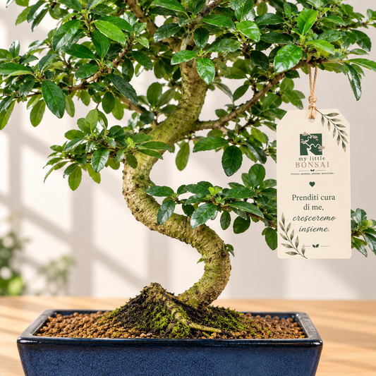 Bonsai Carmona – Pianta del Tè | Bonsai da Interno con Fiori Bianchi - CM 45