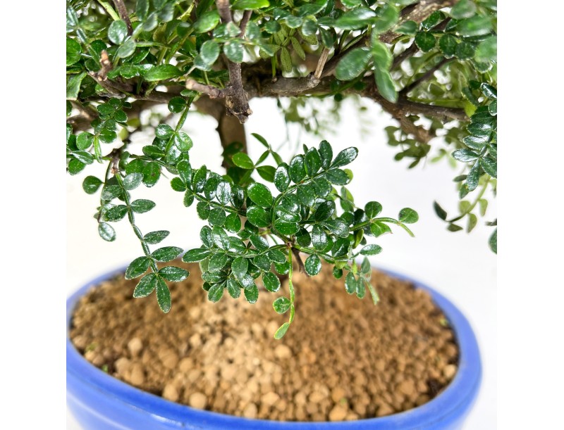 Bonsai Zanthoxylum – Albero del Pepe Sempreverde - CM 37