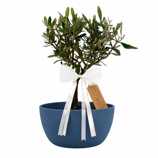 Bonsai di Olivo per Nascita – Regalo Originale per Neonato con Biglietto Personalizzato (Vaso Blu o Rosa)