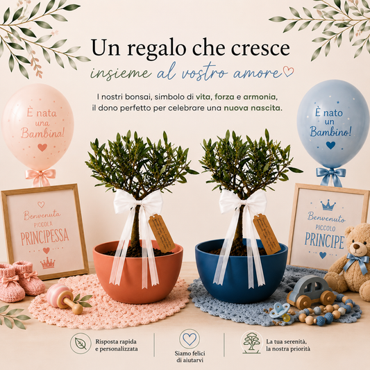 Bonsai di Olivo per Nascita – Regalo Originale per Neonato con Biglietto Personalizzato (Vaso Blu o Rosa)