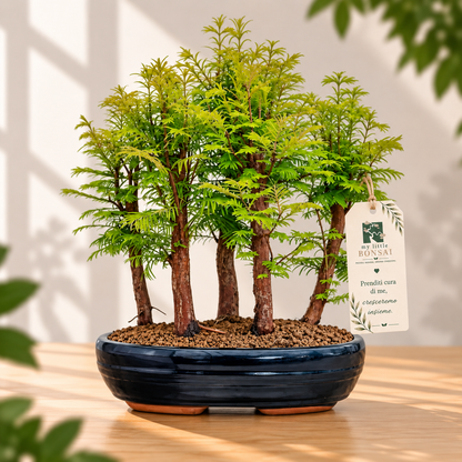 Bonsai Metasequoia a Bosco – Bonsai da Esterno - CM 37