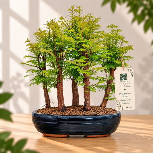 Bonsai Metasequoia a Bosco – Bonsai da Esterno - CM 37