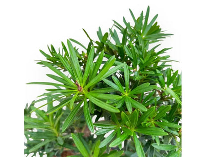 Bonsai Podocarpus Macrophylla – Podocarpo Sempreverde - CM 42