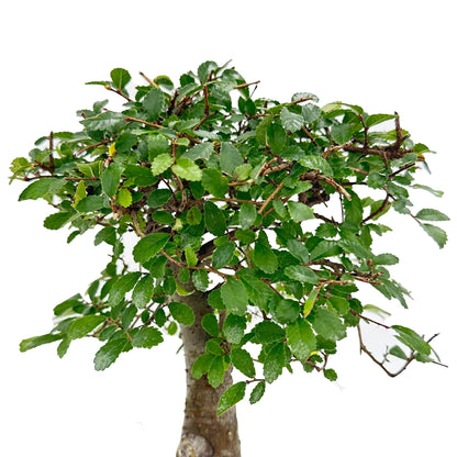 Bonsai di Olmo Cinese in Vaso Decorativo cm 15