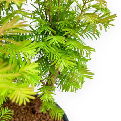 Bonsai Metasequoia a Bosco – Bonsai da Esterno - CM 37