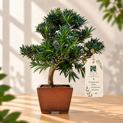 Bonsai Podocarpus Macrophylla – Podocarpo | Bonsai Sempreverde da Interno