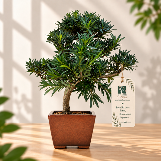 Bonsai Podocarpus Macrophylla – Podocarpo | Bonsai Sempreverde da Interno